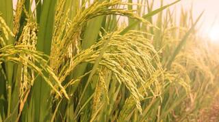 PMFBY: ਹੜ੍ਹਾਂ ਕਾਰਨ ਨੁਕਸਾਨੀ ਫਸਲ ਦਾ PMFBY ਤਹਿਤ ਮਿਲੇਗਾ ਮੁਆਵਜ਼ਾ? ਜਾਣ ਲਵੋ ਸਰਕਾਰੀ ਯੋਜਨਾ ਦੀਆਂ ਸ਼ਰਤਾਂ