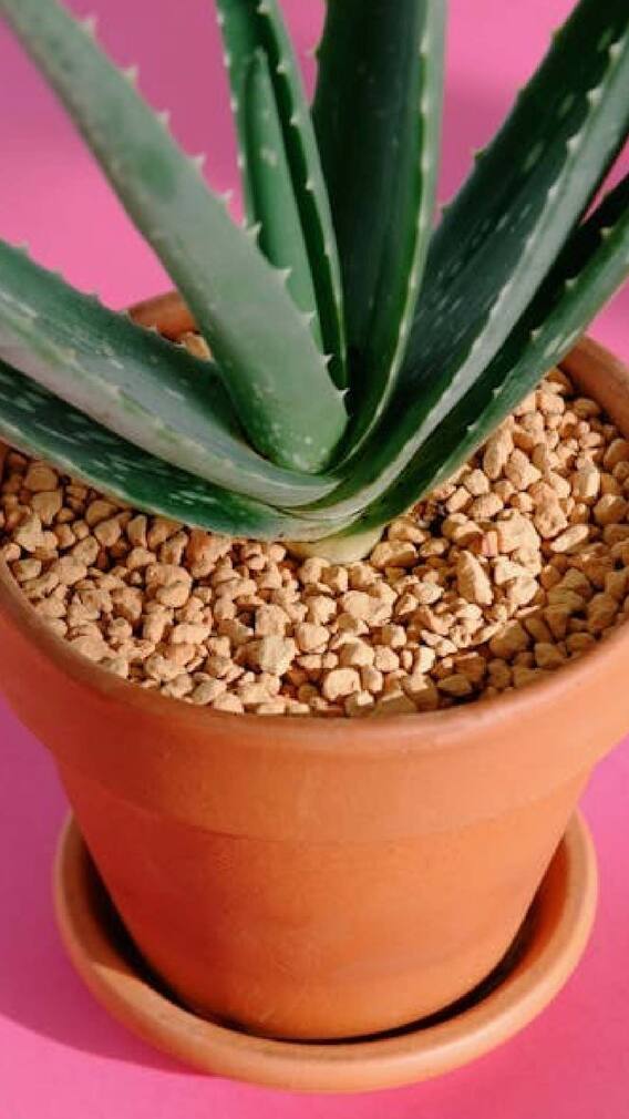 कोरफडीच्या रोपाची काळजी घेण्याचा विचार करत आहात?