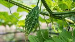 Karala Benefits: স্বাদে তেঁতো হলেও শেষ নেই গুণের, রোজ করলা খেলে শরীরে 'ম্যাজিক' হতে পারে; কী কী উপকার