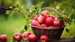 Apple Side Effects: सेब खाने के फायदे तो जानते होंगे अब जान लें नुकसान, ये लोग भूलकर भी न खाएं