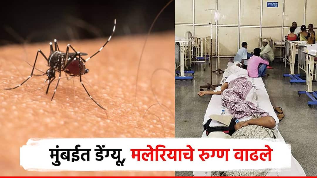 Mumbaikar be careful from dengue and malaria patients have increased in city also 1261 patients recorded in september मुंबईकरांनो काळजी घ्या, डेंग्यू,मलेरियाचे रुग्ण वाढले ; सप्टेंबर महिन्यात 1261 रुग्णांची नोंद