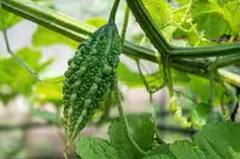 ਇਸ ਕੌੜੀ ਚੀਜ਼ 'ਚ ਲੁਕੇ ਸਿਹਤ ਦੇ ਕਈ ਰਾਜ, ਰੋਜ਼ ਖਾਣ ਨਾਲ ਹੋਣਗੇ ਜ਼ਬਰਦਸਤ ਫਾਇਦੇ