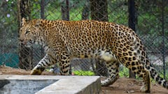 देहरादून FRI में गुलदार की हलचल से दहशत, 5 दिनों के लिए पर्यटकों की एंट्री पर रोक