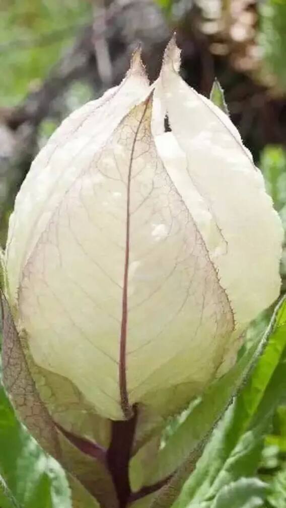 ब्रह्म कमल किस राज्य का पुष्प है? जानें खासियत