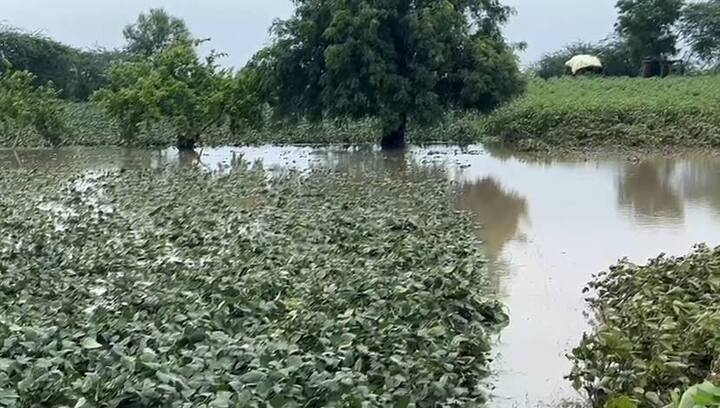 परभणी जिल्ह्यातील 7 लाख 12 हजार 867 शेतकऱ्यांनी पीक विमा भरला होता या सर्व शेतकऱ्यांना आता 25% अग्रीम रक्कम मिळणार आहे. ही रक्कम ही जवळपास 350 कोटींपेक्षा जास्त असणार आहे.