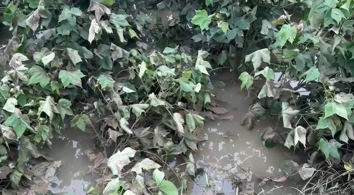 महाराष्ट्रात यंदा राज्याच्या विविध भागात काही कालावधीमध्ये अतिवृष्टी झाली होती. या काळात शेतीचं मोठं नुकसान झालं होतं. पावसाळ्यात अतिवृष्टीमुळं पिकांचं नुकसान झाल्या शेतकऱ्यांना फटका बसू नये म्हणून प्रधानमंत्री पीक विमा योजना सुरु करण्यात आली आहे.