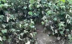 अतिवृष्टीमुळं नुकसान झालेल्या साडे सात लाख सोयाबीन उत्पादक शेतकऱ्यांना दिलासा, 350 कोटी रुपये पीक विमा अग्रीम म्हणून मिळणार