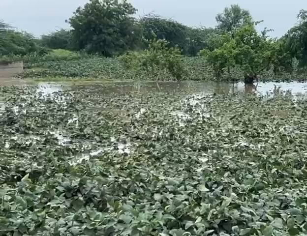 परभणीमध्ये शेतकऱ्यांच्या झालेल्या नुकसानाची पाहणी नेत्यांनी केली होती. महसूल प्रशासनाकडून पंचनामे देखील करण्यात आले होते. मात्र, पीक विम्यापोटी अग्रीम रक्कम मिळण्यासंदर्भात अधिसूचना काढण्यात आलेली नव्हती.