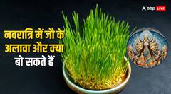 Shardiya Navratri 2024: नवरात्रि में जौ के साथ घर पर बोएं ये चीजें, बढ़ेगी सुख-समृद्धि