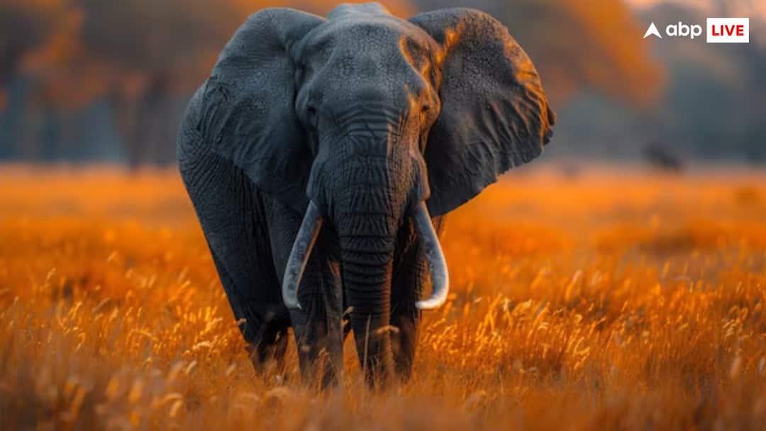 भारत में कितने हाथी हैं? सटीक गणना के लिए नए मेथर्ड की तलाश में यहां हो रहा अध्ययन Uttarakhand wildlife institute of india is Studying on accurate counting of elephants in India ann भारत में कितने हाथी हैं? सटीक गणना के लिए नए मेथर्ड की तलाश में यहां हो रहा अध्ययन