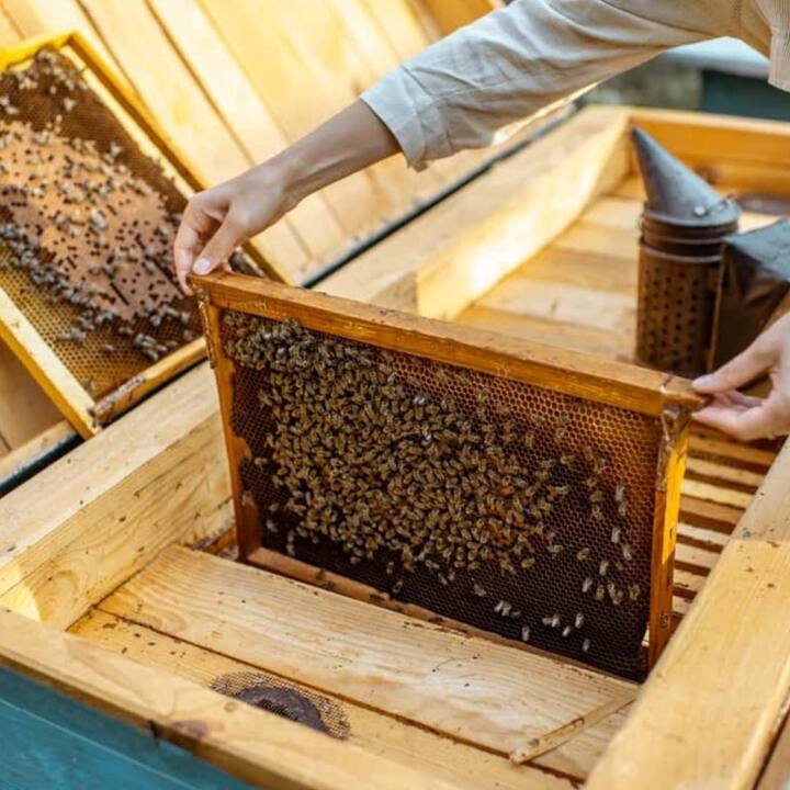 ਜੇਕਰ ਤੁਸੀਂ ਚਾਹੋ ਤਾਂ 10 ਡੱਬਿਆਂ ਨਾਲ ਵੀ ਮਧੂ ਮੱਖੀ ਪਾਲਣ ਦਾ ਕਾਰੋਬਾਰ ਸ਼ੁਰੂ ਕਰ ਸਕਦੇ ਹੋ। ਜੇਕਰ ਪ੍ਰਤੀ ਡੱਬਾ 40 ਕਿਲੋ ਸ਼ਹਿਦ ਉਪਲਬਧ ਹੋਵੇ ਤਾਂ ਕੁੱਲ ਸ਼ਹਿਦ 400 ਕਿਲੋ ਹੋ ਜਾਵੇਗਾ।