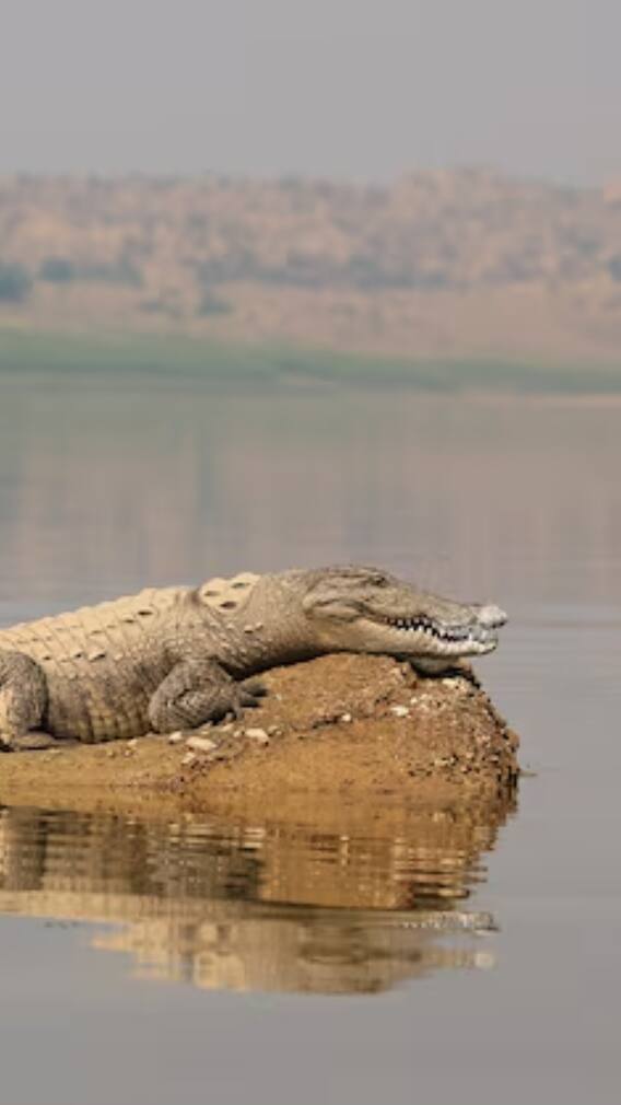किसको कहा जाता है मगरमच्छों की नदी?