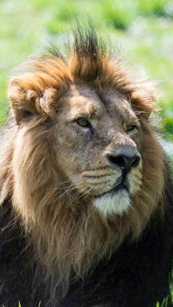 जंगल का राजा शेर तो रानी कौन?