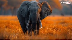 શું તમે જાણો છો કે હાથી કેટલા વર્ષ જીવે છે? જો ના જાણાતા હોવ તો આજે જાણી લો