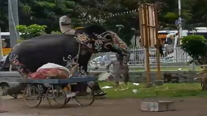 Karnataka Srirangapatana Dasara Elephant gets tense mahouts calm it தலைதெறிக்க ஓடிய யானை.. ஸ்ரீரங்கப்பட்டினம் தசரா திருவிழாவில் பரபரப்பு!
