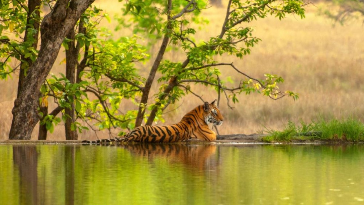 World Animal Day: Top Wildlife Safaris Around The Globe