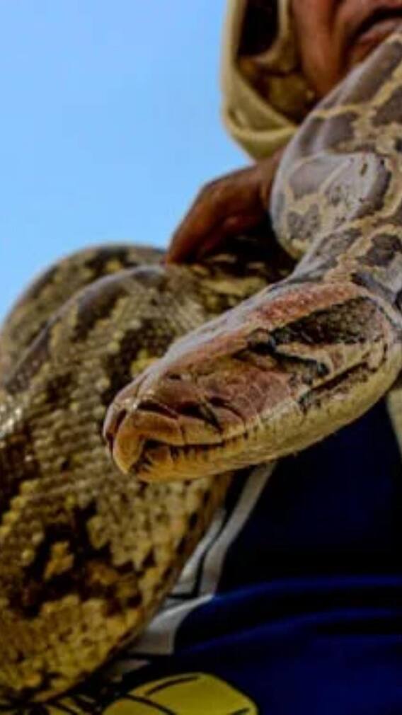 ये हैं हवा में उड़ने वाले खतरनाक शिकारी