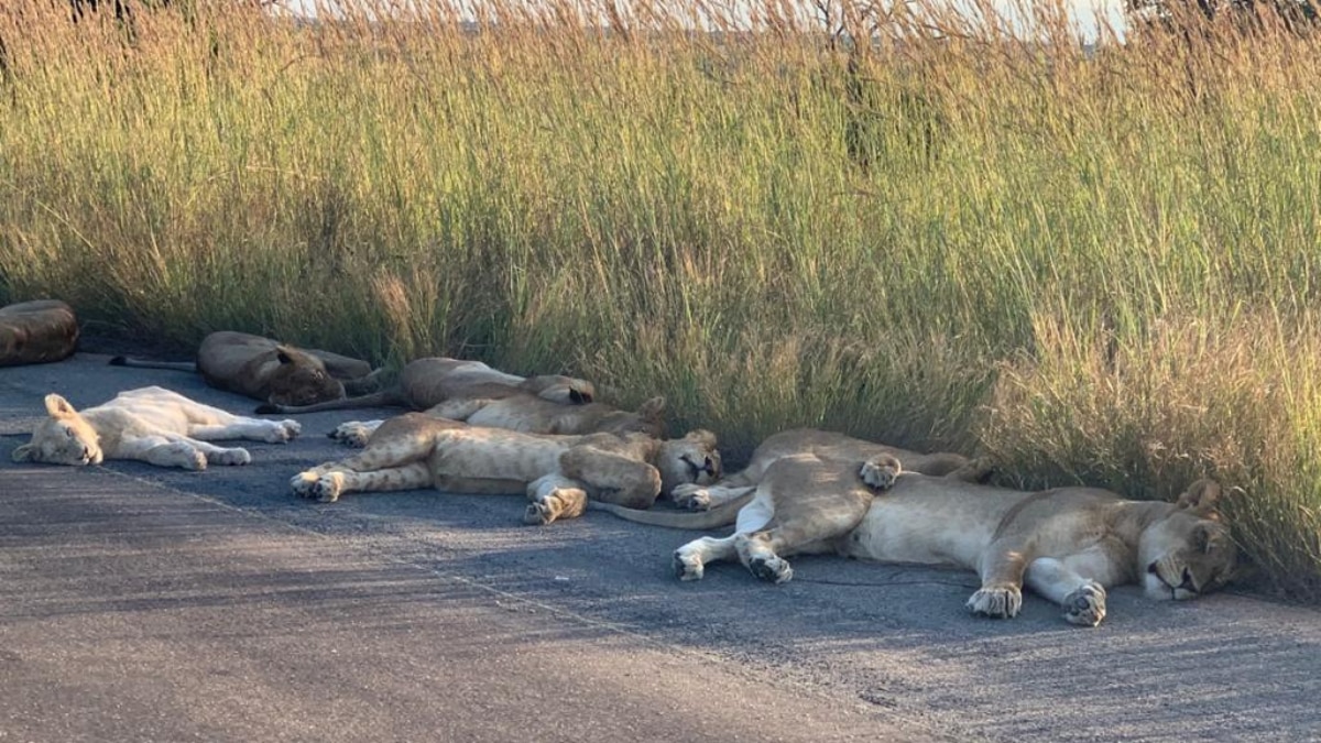 World Animal Day: Top Wildlife Safaris Around The Globe