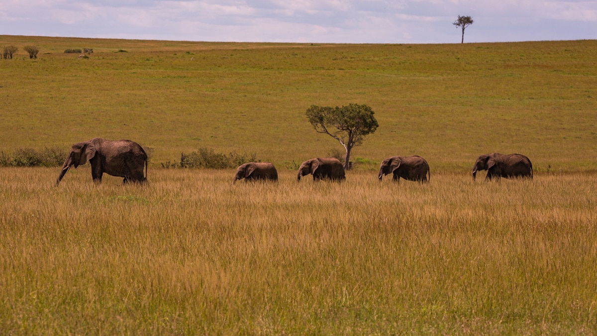 World Animal Day: Top Wildlife Safaris Around The Globe