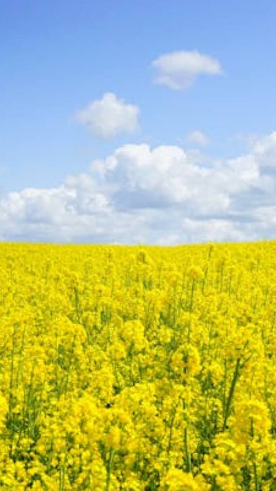 किन लोगों को इस्तेमाल नहीं करना चाहिए सरसों का तेल?