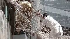 नरहरी झिरवल कौन हैं और क्या है उनकी मांग? मंत्रालय की तीसरी मंजिल से कूदे