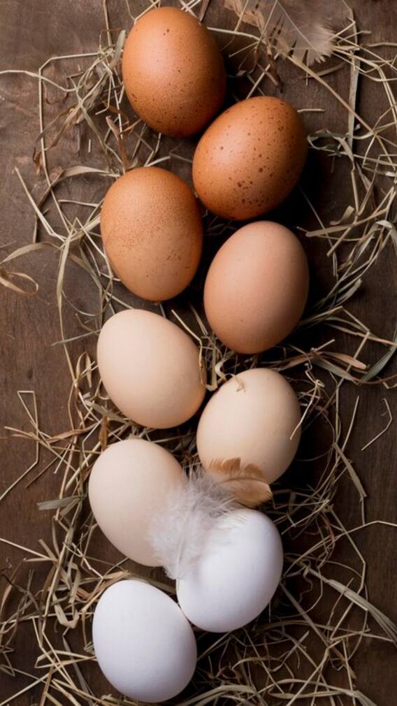 अंडा वेज है या फिर नॉनवेज?