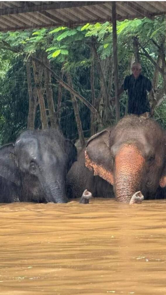बाढ़ में फंसे गजराज, दिखे विकट हालात