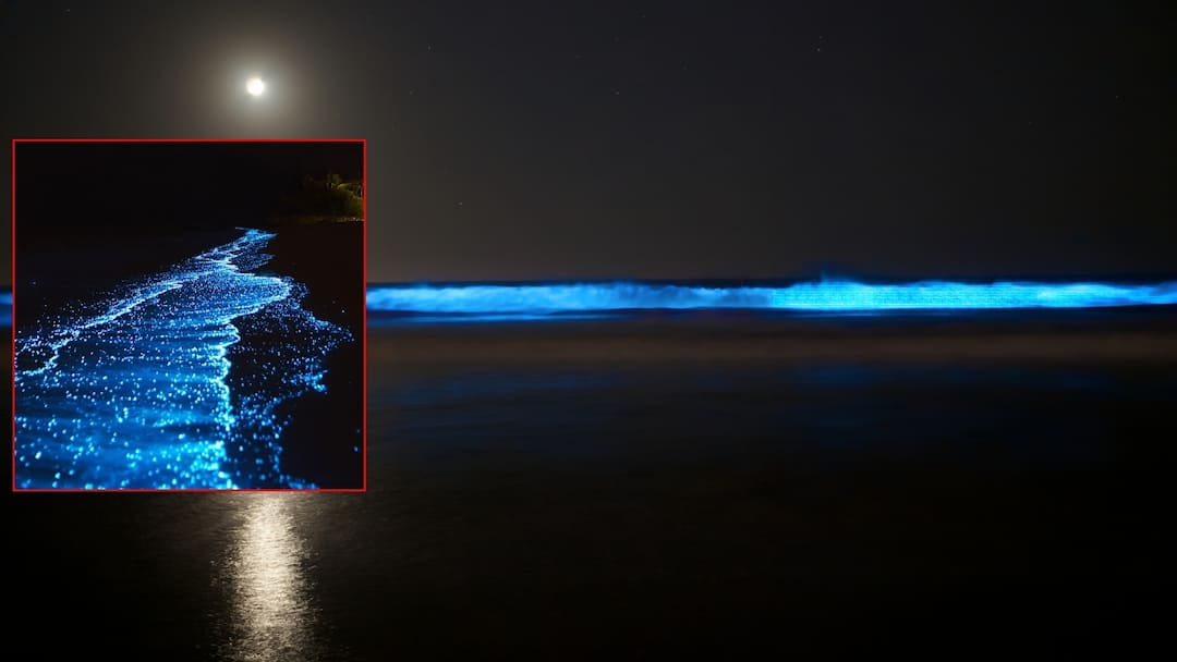 Bioluminescence Phenomenon in Seashores News in India in Telugu Viral News: సముద్రతీరాల్లో విచిత్ర వెలుగులు: అరేబియా తీరంలో మెరిసే భారత బీచ్‌లు ఇవే