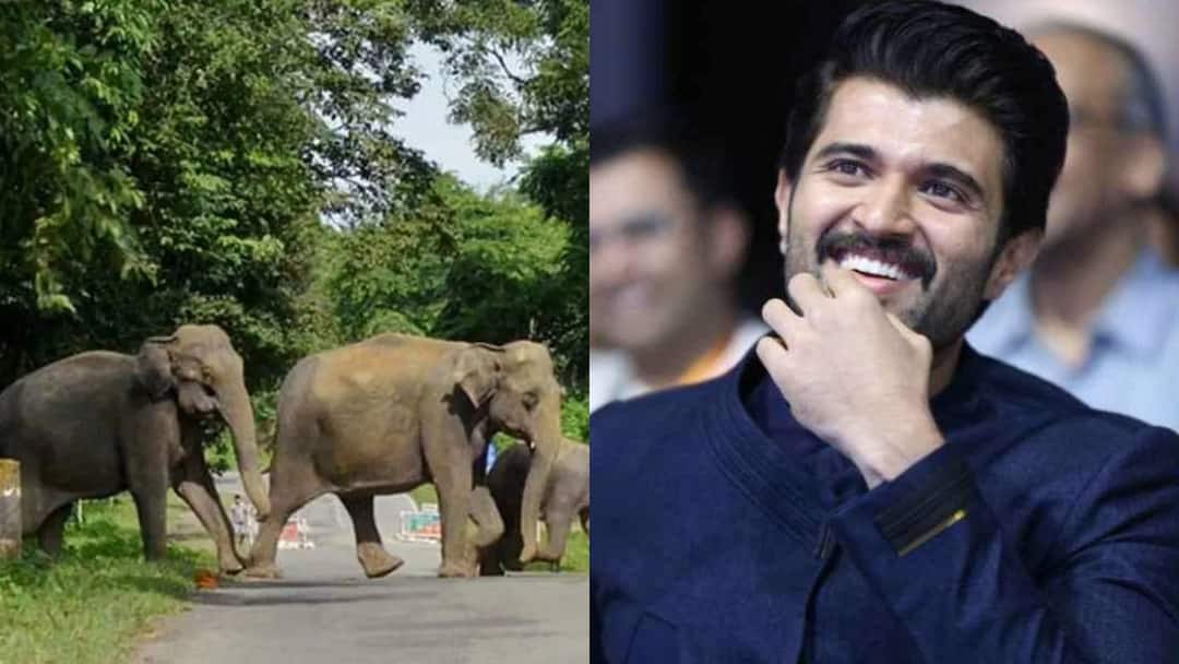 Vijay Deverakonda's VD12 near Bhoothathankettu in Kerala was halted due to this reason VD12 Movie: సెట్స్‌లో ఏనుగుల బీభత్సం... కేరళలో విజయ్ దేవరకొండ మూవీ షూటింగ్ క్యాన్సిల్