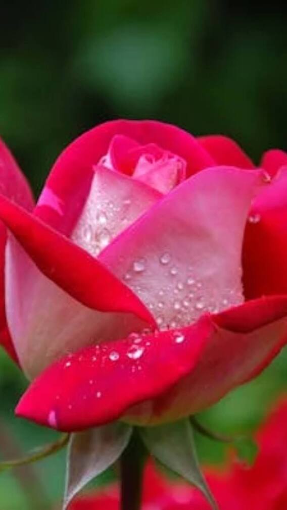 गुलाब का रंग लाल-पीला और नीला कैसे होता है?