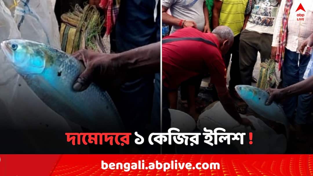 East Bardhaman News big size hilsa caught in Damodar river East Bardhaman News: দামোদর থেকে উঠল ১ কেজির ইলিশ ! নিলামে যেতেই ভিড় ক্রেতাদের, 'নোনা জলের মাছ, মিষ্টি জলে..'