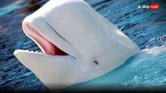 रूस की जासूस व्हेल 'ह्वाल्डिमिर' की कैसे हुई थी मौत? नार्वे पुलिस के इस बयान से हो गया खुलासा