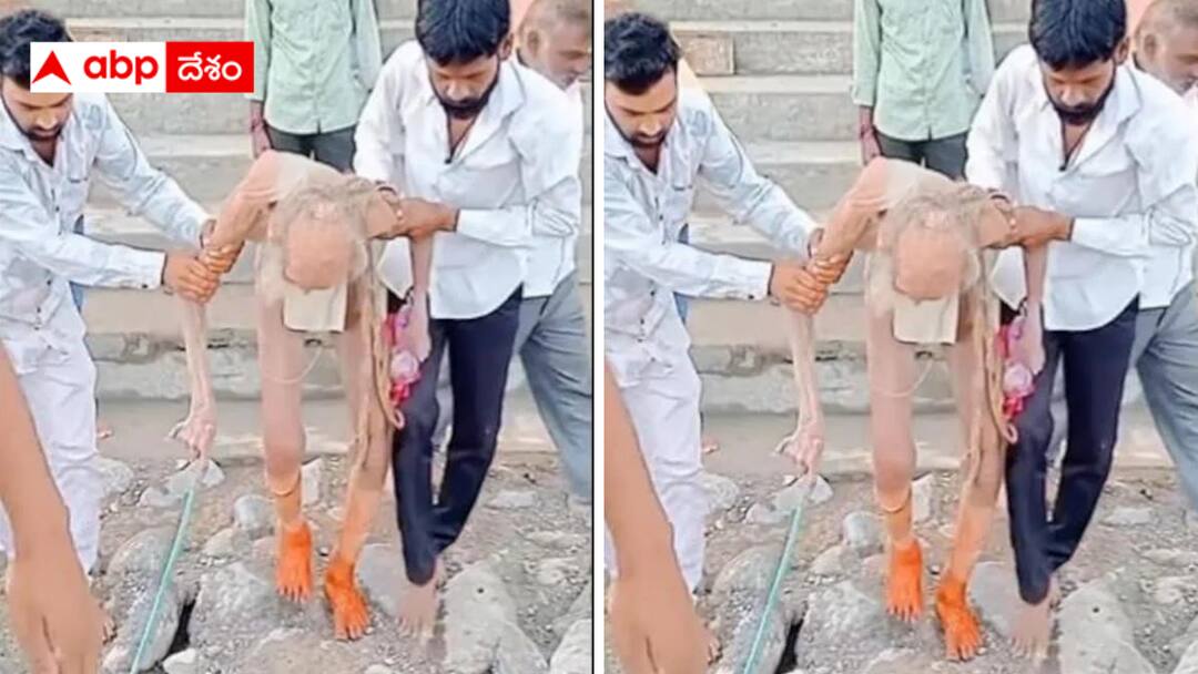 Fact Check Viral Video Claims 188 Year Old Man Rescued In Bengaluru Fact Check : కర్ణాటక గుహ నుంచి188 ఏళ్ల వ్యక్తిని రక్షించారా ? వైరల్ న్యూస్‌లో ఎంత నిజం అంటే ?