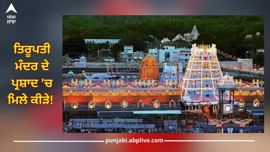 tirumala tirupati devasthanams ttd dismissed claims by devotees insects were found prasad trending news ਤਿਰੂਪਤੀ ਮੰਦਰ ਦੇ ਪ੍ਰਸ਼ਾਦ 'ਚ ਮਿਲੇ ਕੀੜੇ! ਮੱਚ ਗਈ ਤਰਥੱਲੀ, ਸ਼ਰਧਾਲੂ ਦੇ ਦਾਅਵੇ 'ਤੇ ਜਾਣੋ ਕੀ ਬੋਲਿਆ TTD ਬੋਰਡ