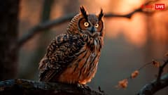 आखिर खत्म हुई 31 साल से चल रही खजाने की खोज, विजेता के हाथ लगा यह खास उल्लू