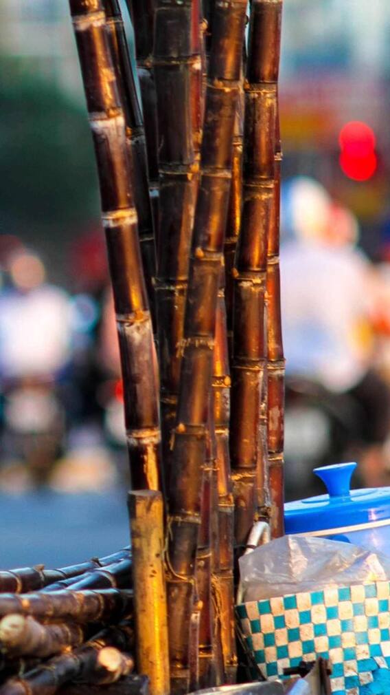 इस तरह होगी गन्ने की ज्यादा पैदावार 