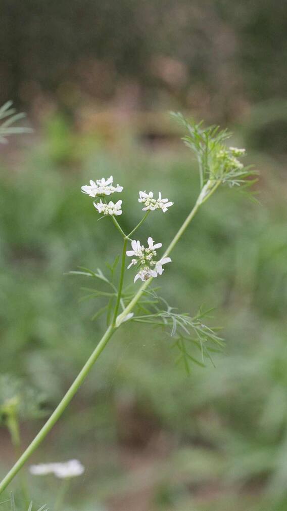 घर में कैसे उगा सकते हैं धनिया?