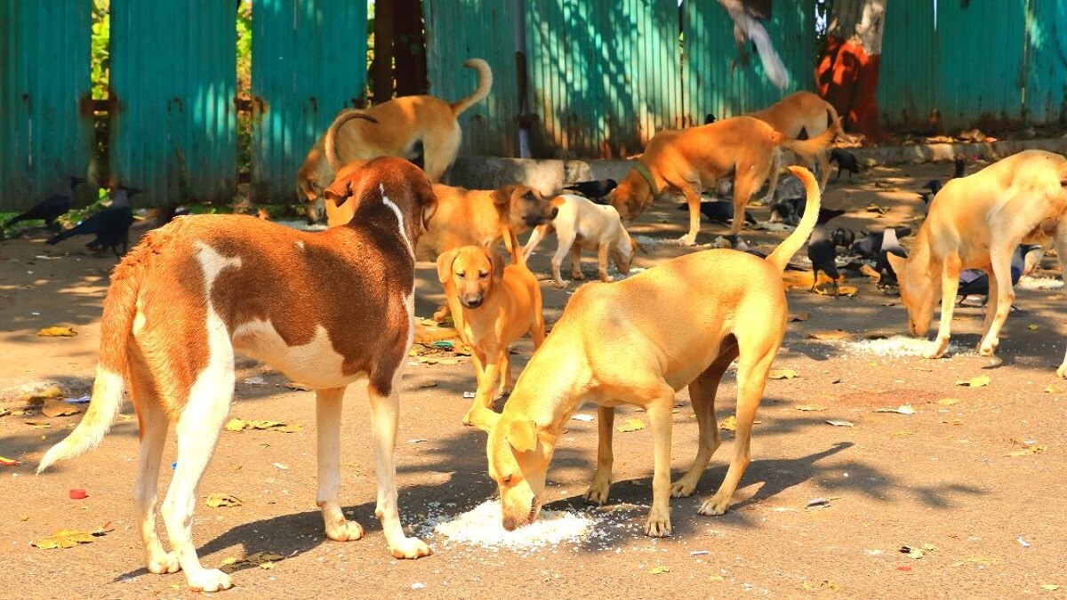 நாங்க இருக்கிறோம். எதற்கு பயம்: தஞ்சை மாநகராட்சியின் செயல்பாட்டுக்கு மக்கள் பாராட்டு