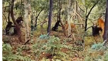 The bear chased and Fight against the tiger to protect the cub video Video: தாய்மையைவிட சக்தி உண்டா? குட்டியை பாதுகாக்க புலியுடன் சண்டைபோட்ட கரடி.!