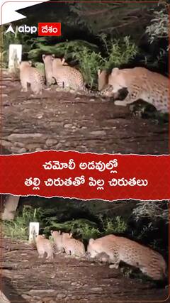 చమోలీ అడవుల్లో తల్లి చిరుతతో పిల్ల చిరుతలు
