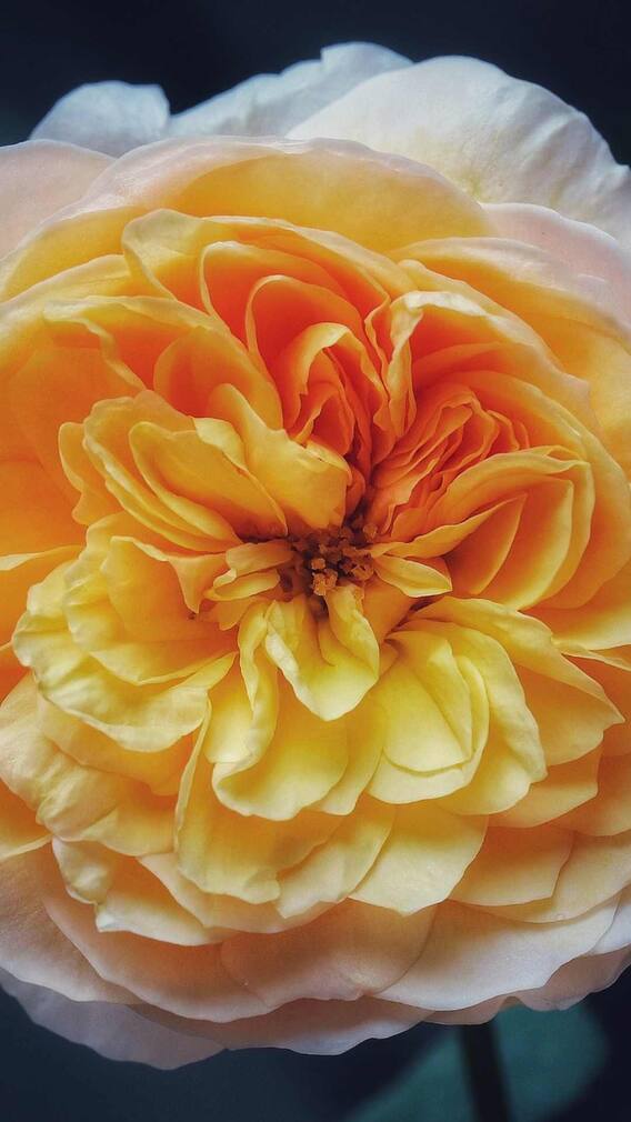 ये है दुनिया का सबसे महंगा फूल