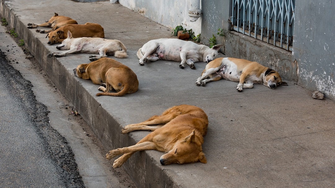 Thanjavur municipal administration has seriously accelerated the work of catching stray dogs - TNN நாங்க இருக்கிறோம். எதற்கு பயம்: தஞ்சை மாநகராட்சியின் செயல்பாட்டுக்கு மக்கள் பாராட்டு