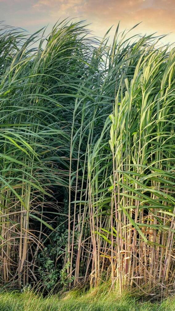 ਗੰਨੇ ਦੀ ਫ਼ਸਲ ਤੋਂ ਲੈਣੀ ਚੋਖੀ ਪੈਦਾਵਾਰ ਤਾਂ ਅਪਣਾਓ ਇਹ ਤਰੀਕਾ !