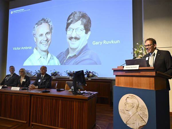 Nobel Prize 2024 in Medicine to Victor Ambrose and Gary Ruvkon Nobel Prize 2024: ਅਮਰੀਕੀ ਵਿਗਿਆਨੀ ਵਿਕਟਰ ਐਂਬਰੋਜ਼ ਅਤੇ ਗੈਰੀ ਰੁਵਕੋਨ ਨੂੰ ਮਿਲਿਆ ਮੈਡੀਸਨ ਦਾ ਨੋਬਲ ਪੁਰਸਕਾਰ 2024