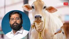 देसी गायों को लेकर महाराष्ट्र सरकार की सब्सिडी योजना, सरकार पर इतना पड़ेगा आर्थिक बोझ