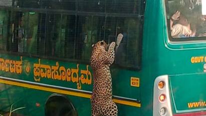 Bengaluru Viral Video Leopard Climbs Atop Mini Safari Bus Frightens Tourists Watch Bengaluru: Leopard Climbs Atop Mini Safari Bus, Frightens Tourists — Watch
