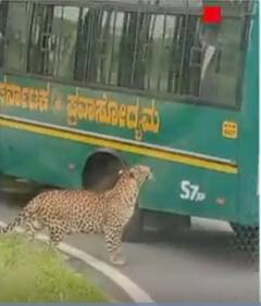 पर्याटक से भरी बस की खिड़की से लटका तेंदुआ | ABP NEWS SHORTS