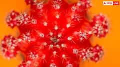 વિશ્વના સૌથી ખતરનાક વાયરસ મારબર્ગને કારણે 12 થી વધુ લોકોના મોત, જાણો શુ છે તેના લક્ષણો