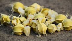 Amla Water: আমলকির জাদুতে ঝলমলে চুল, গোড়া থেকে মজবুত করতে কীভাবে ব্যবহার?