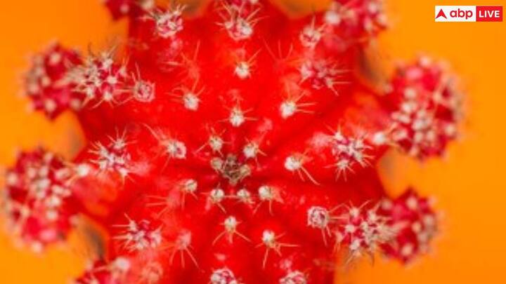 इस वायरस को इसका नाम उस जगह से मिला है जहां यह पहली बार पाया गया था. इबोला शहर. वैज्ञानिकों का यह भी मानना ​​है कि यह मूल रूप से अफ़्रीकी फल चमगादड़ों से आया है. चूंकि ये चमगादड़ बिना किसी लक्षण के वायरस के संरक्षित वाहक हैं. इसलिए वे इस बीमारी के प्राकृतिक मेजबान और वाहक हैं.